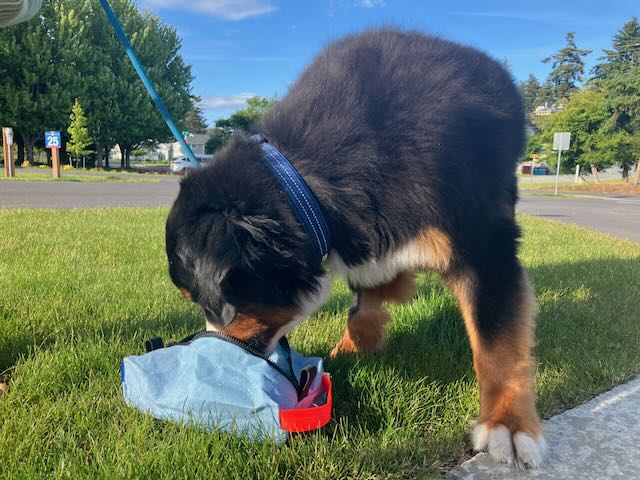 An impromptu water bowl for Felix! 